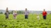 Familie Kemmler auf dem Feld