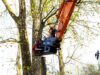 Fällgreifer Serie S fällt Baum